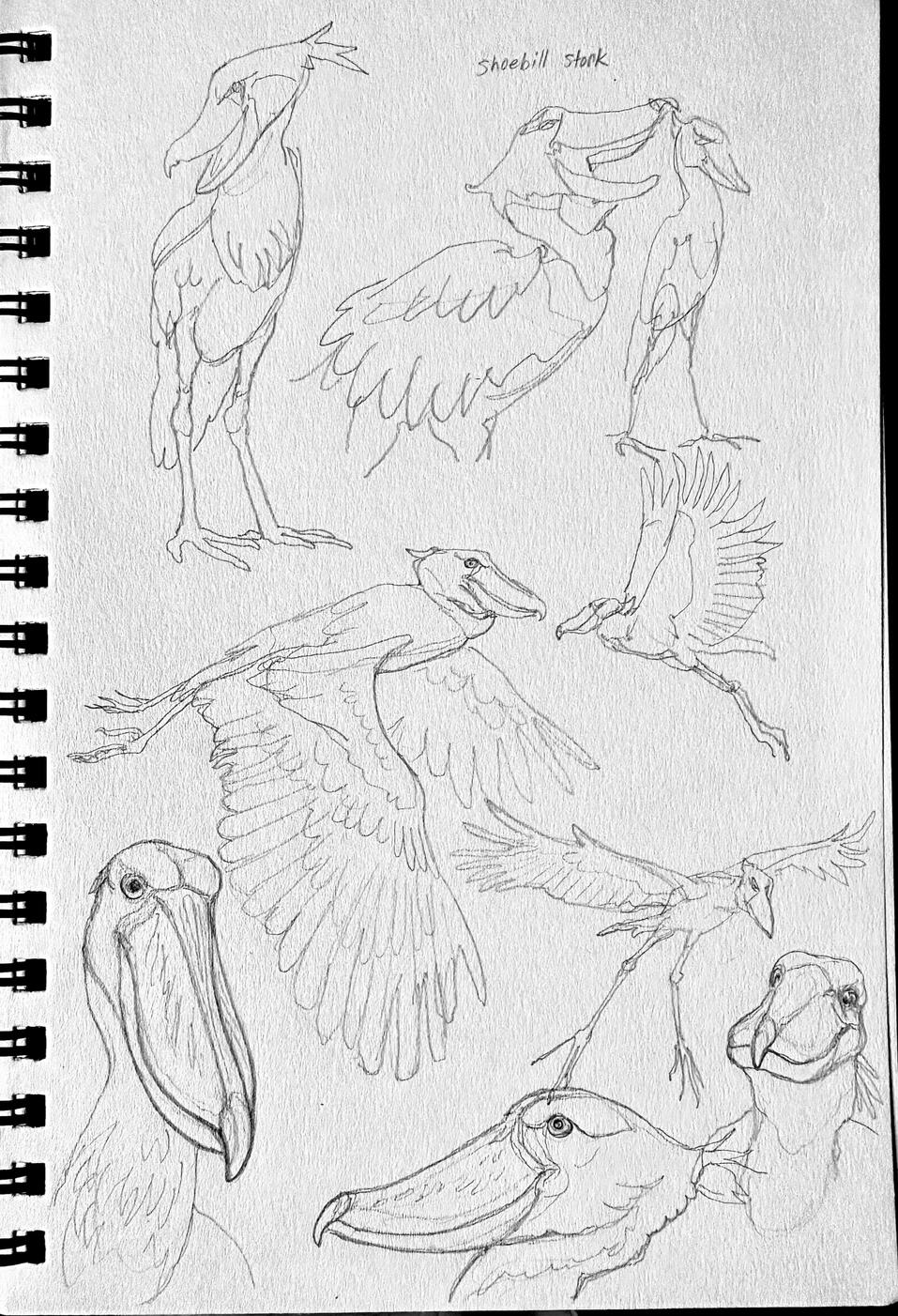 Shoebill sketches, graphite Shoebill sketches, graphite