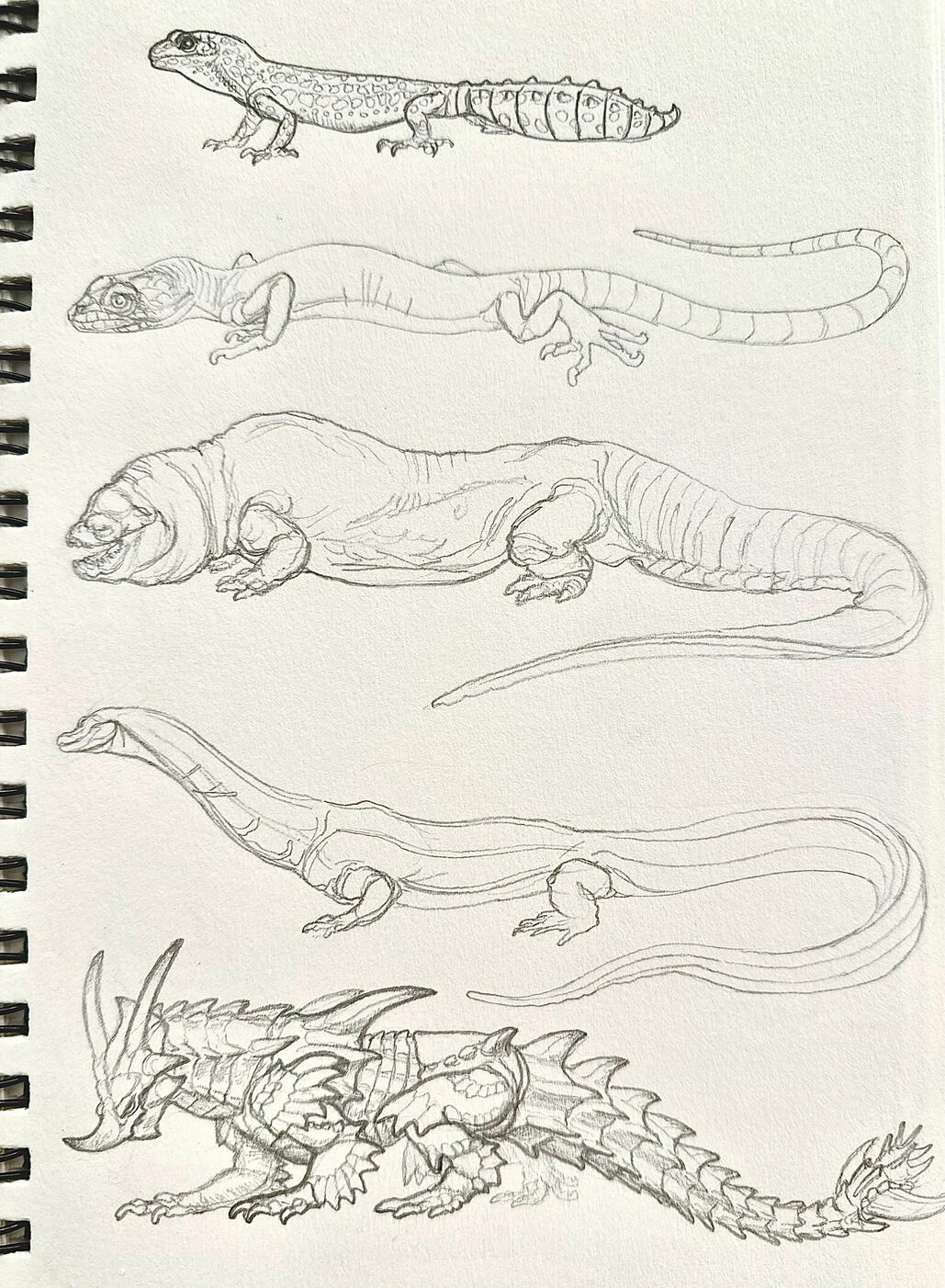Lizard sketches, graphite Lizard sketches, graphite